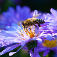 Animal Kingdom Radio 027 – Honey Bee